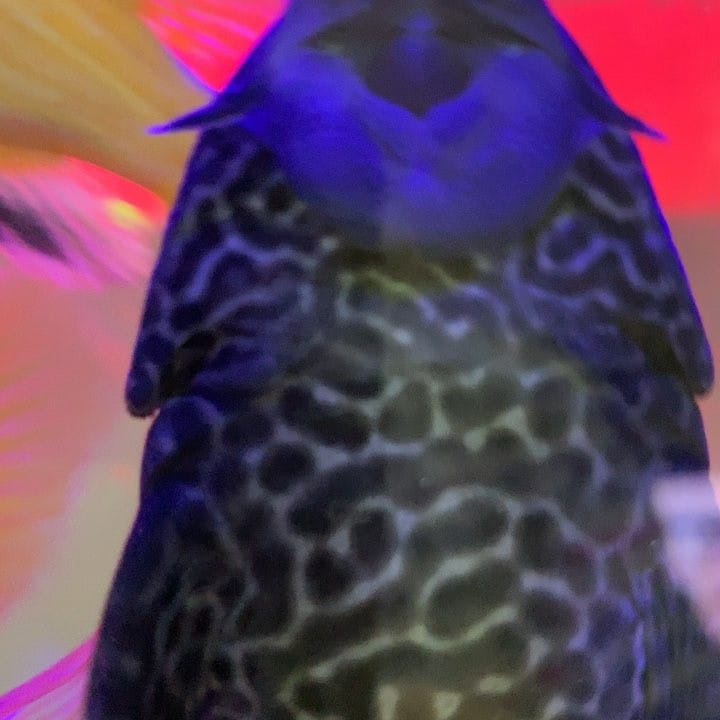 Post 2 by Miray Tekel Tekel on Instagram (video)
