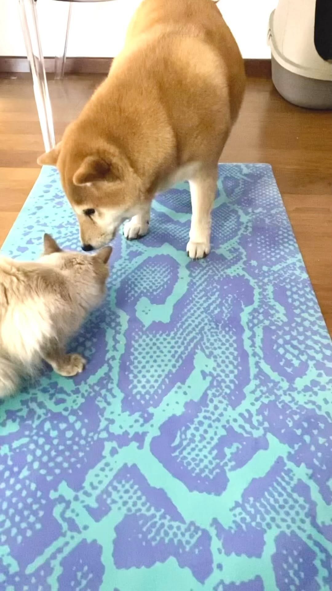 Post 4 by Yogafylia on Instagram (video)