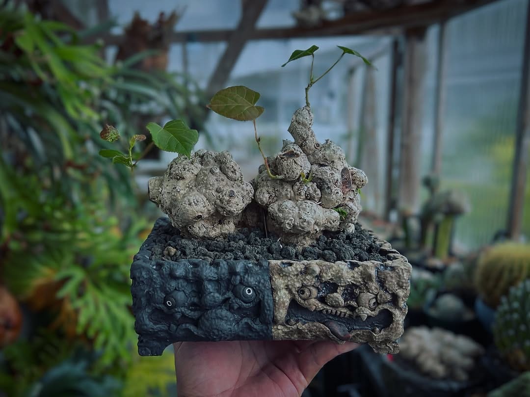 Post 3 by TENDO TABA on Instagram (image)