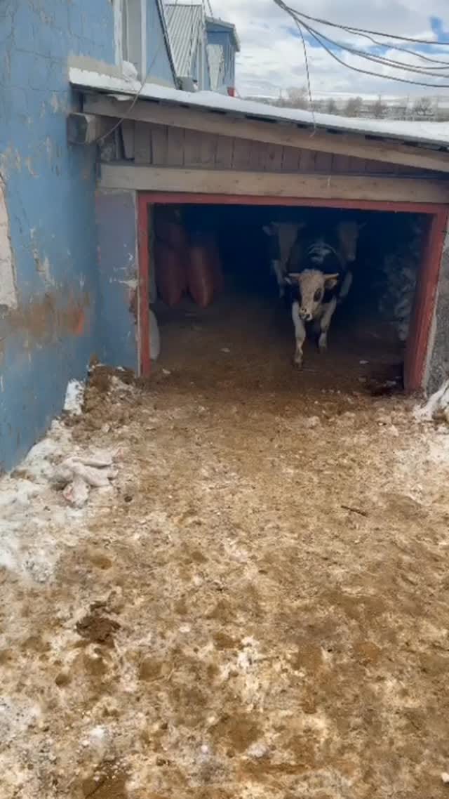 Post 1 by Evren Bayraktar  05436909322 on Instagram (video)