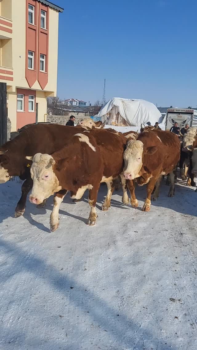 Post 9 by Evren Bayraktar  05436909322 on Instagram (video)