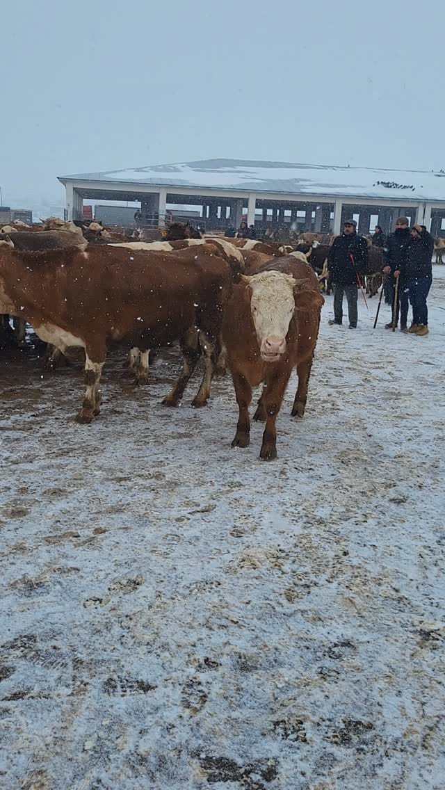 Post 4 by Evren Bayraktar  05436909322 on Instagram (video)