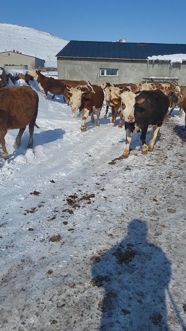 Post 6 by Evren Bayraktar  05436909322 on Instagram (video)