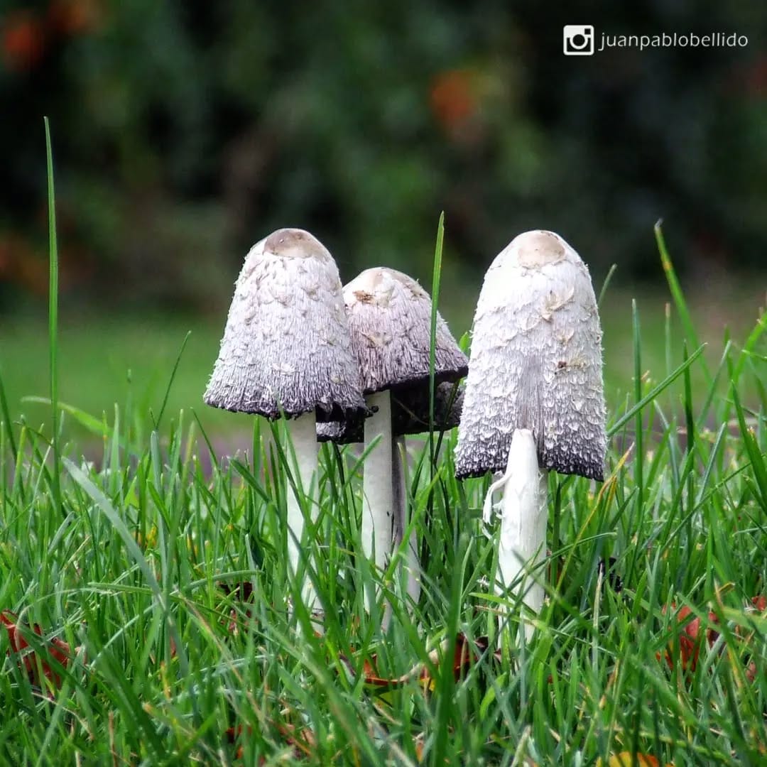 Post 5 by Juan Pablo Bellido on Instagram (image)