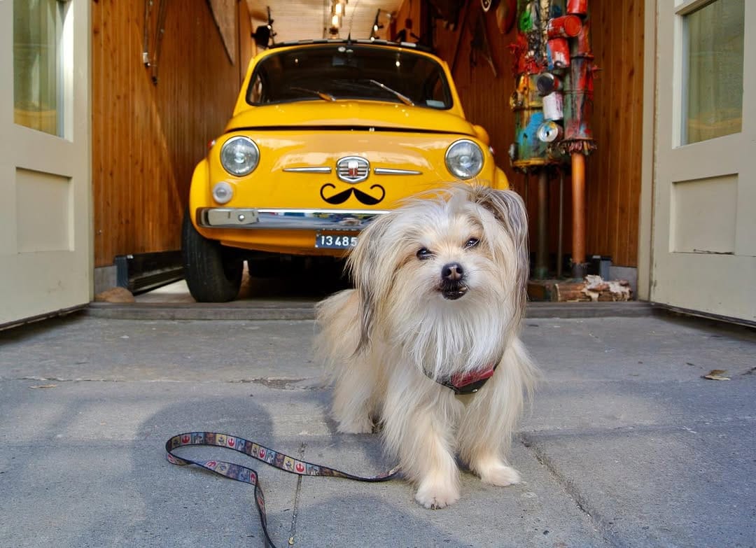 Post 2 by Puppy Garou ✨💙💫🚘🏁 on Instagram (image)