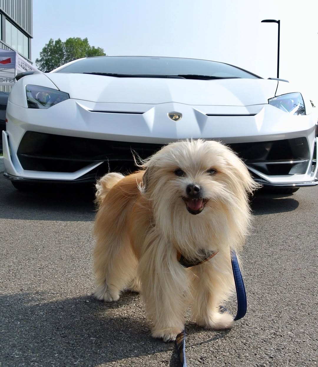 Post 1 by Puppy Garou ✨💙💫🚘🏁 on Instagram (image)