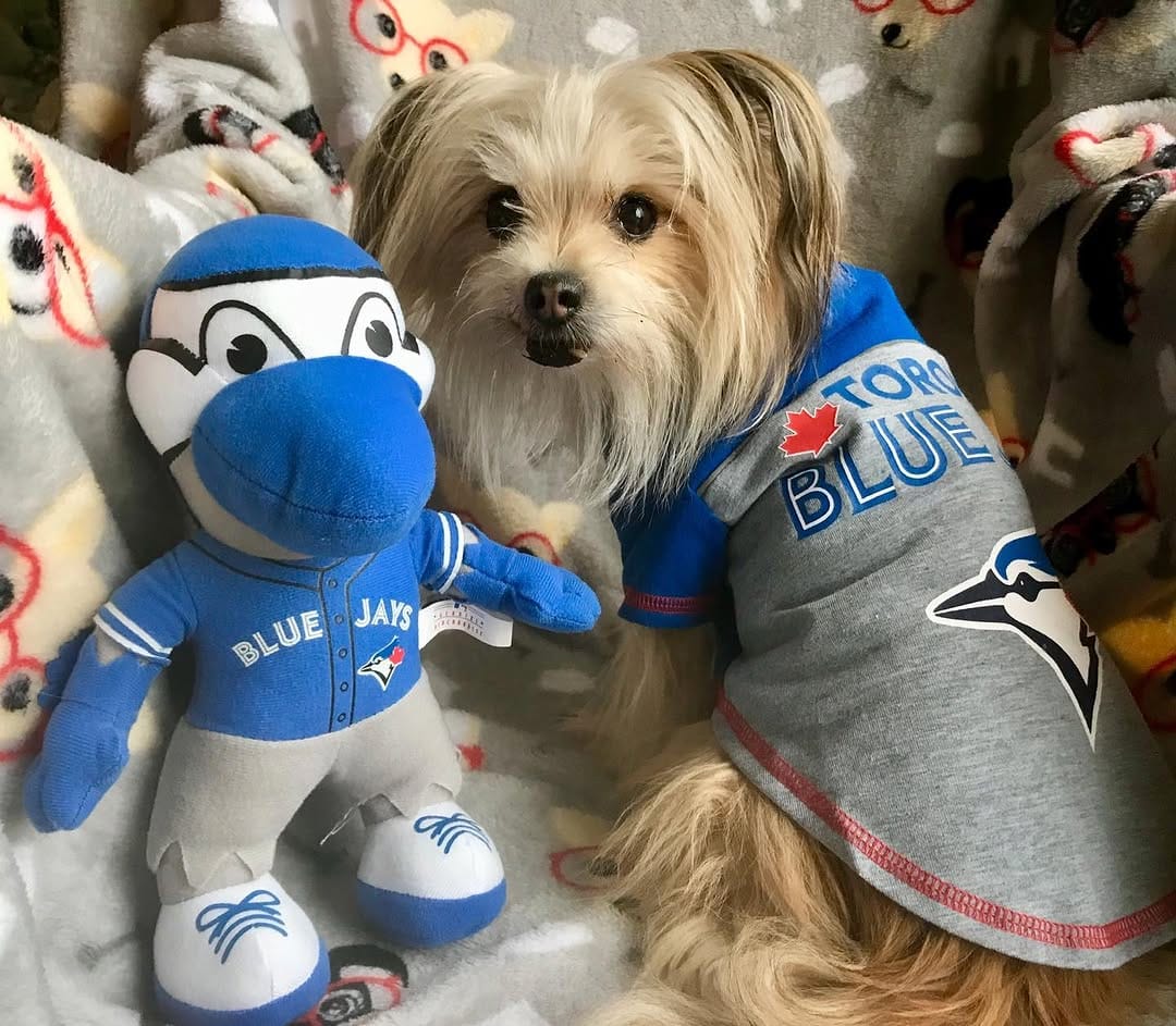 Post 4 by Puppy Garou ✨💙💫🚘🏁 on Instagram (image)