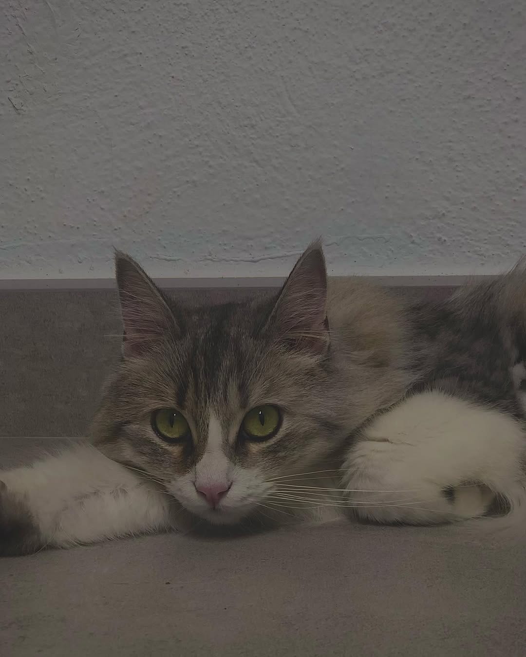 Post 1 by Cleo[patra]🐱👑 on Instagram (carousel)