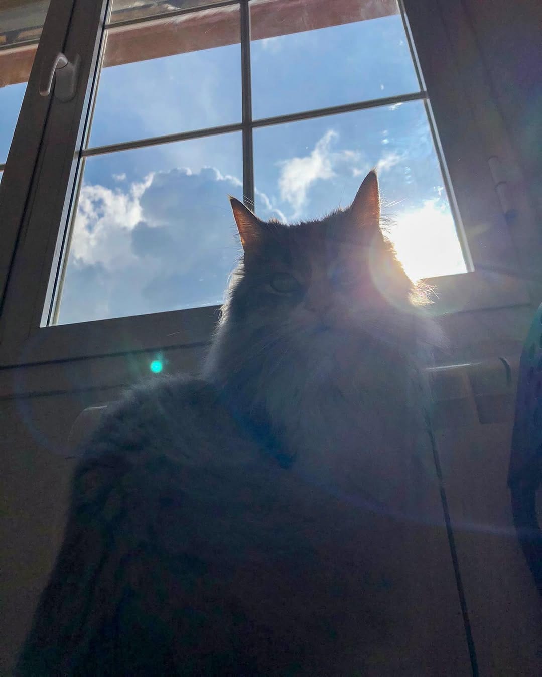 Post 6 by Cleo[patra]🐱👑 on Instagram (image)