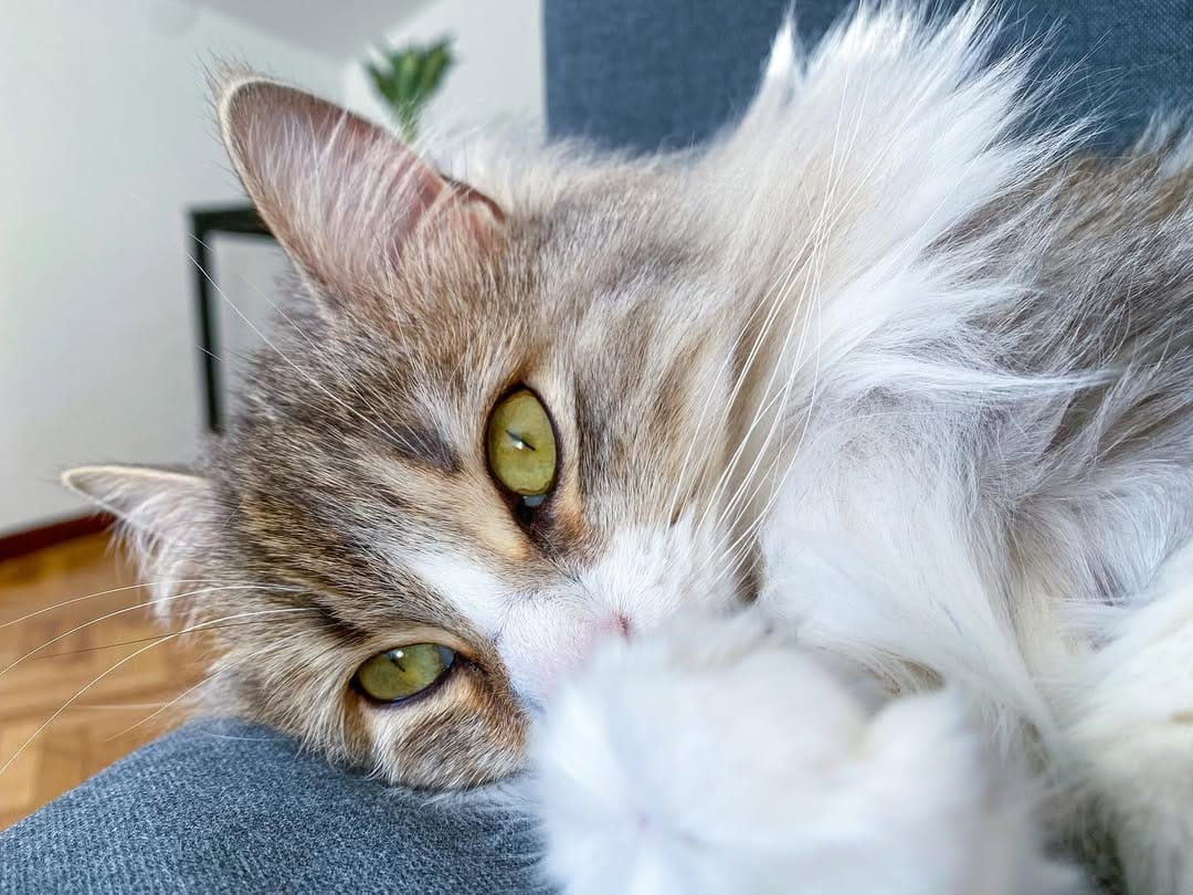 Post 9 by Cleo[patra]🐱👑 on Instagram (image)