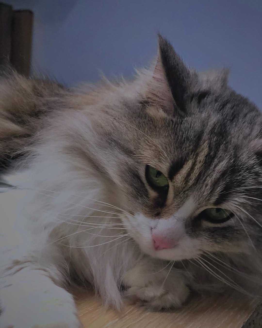 Post 3 by Cleo[patra]🐱👑 on Instagram (carousel)