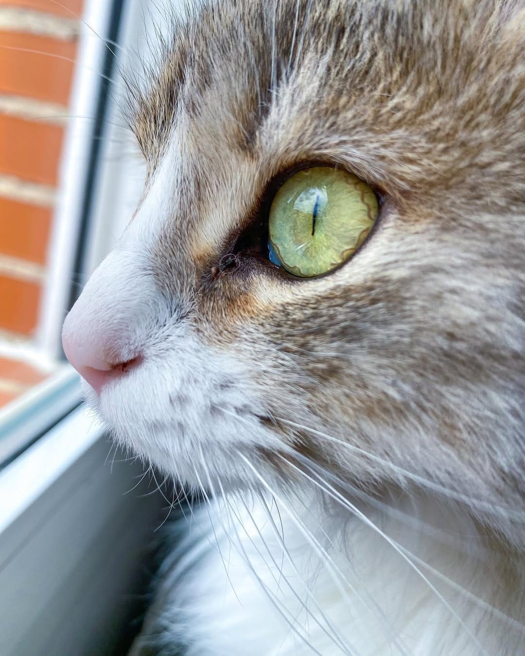 Post 7 by Cleo[patra]🐱👑 on Instagram (image)