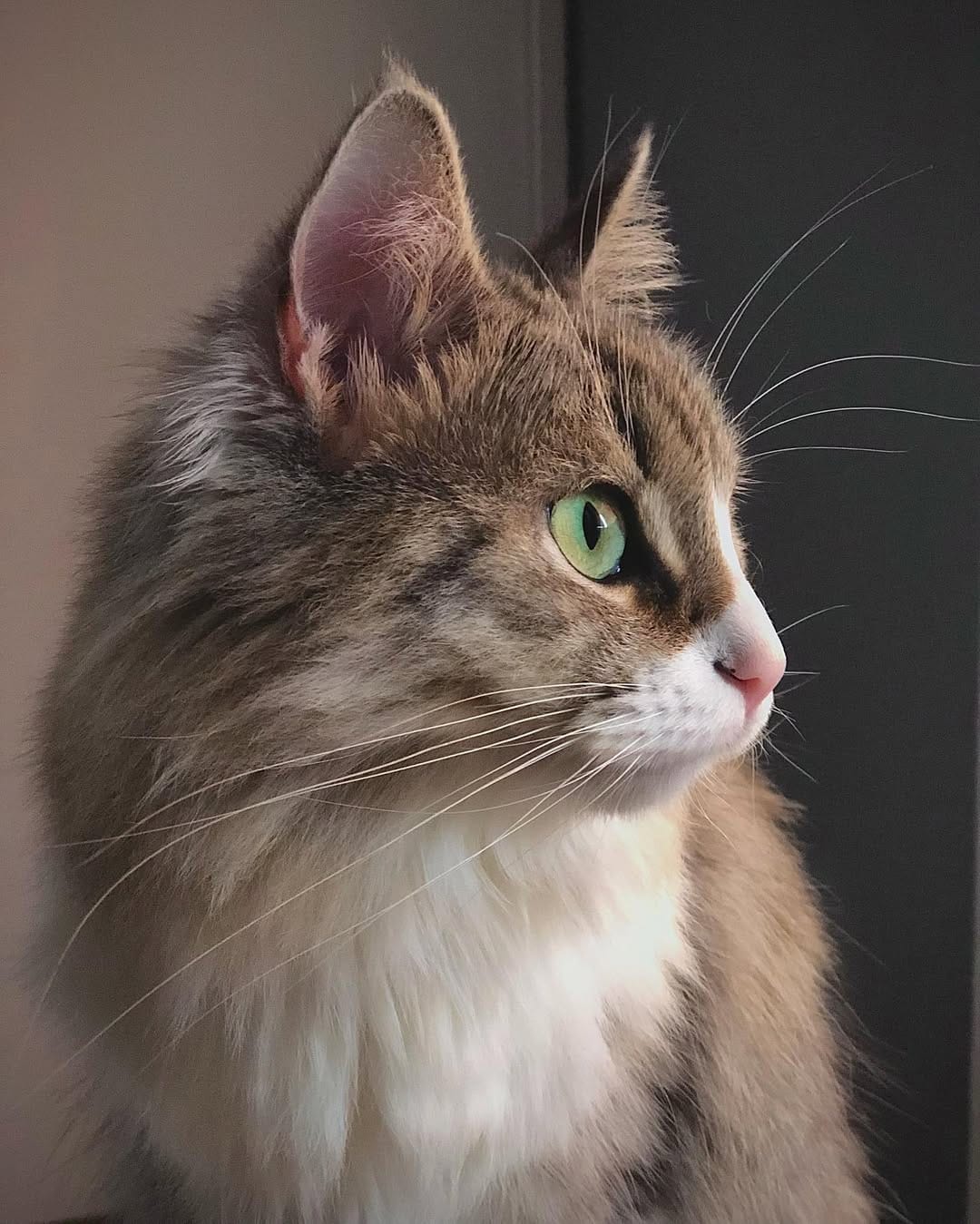 Post 5 by Cleo[patra]🐱👑 on Instagram (image)