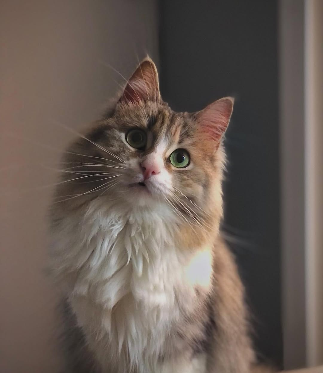 Post 4 by Cleo[patra]🐱👑 on Instagram (carousel)