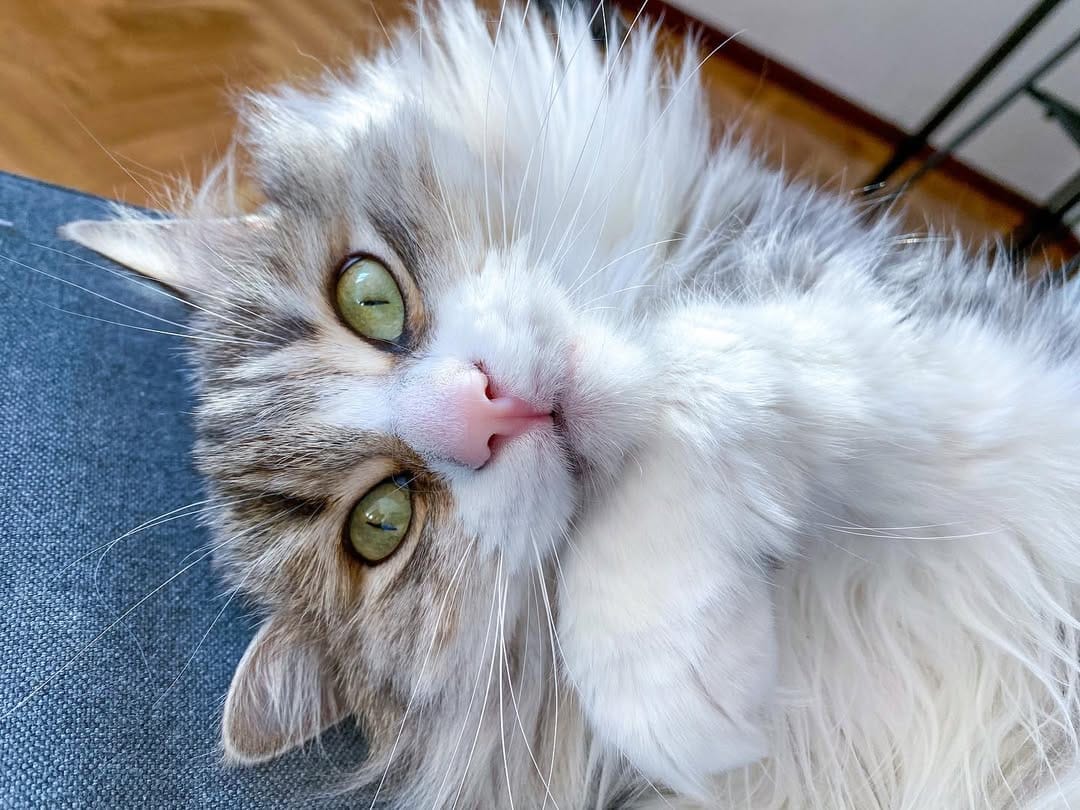 Post 10 by Cleo[patra]🐱👑 on Instagram (image)