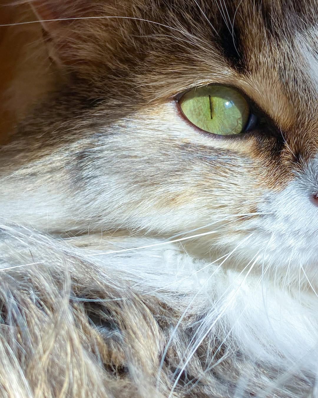 Post 8 by Cleo[patra]🐱👑 on Instagram (image)