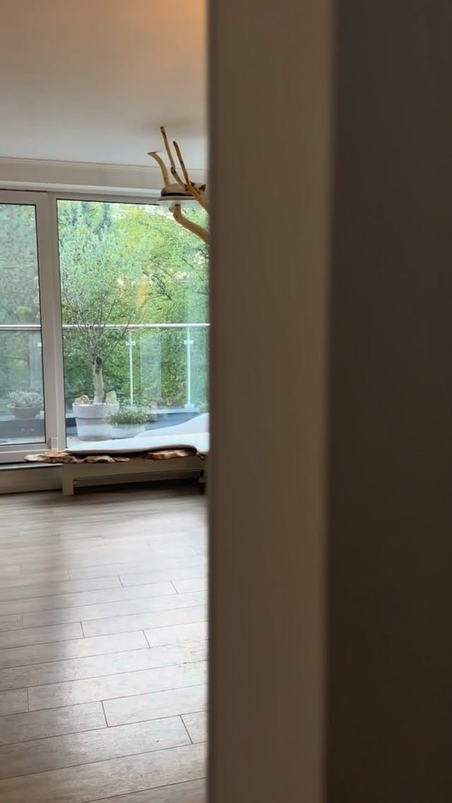 Post 1 by TreeDreams — beautiful Cat Trees on Instagram (video)