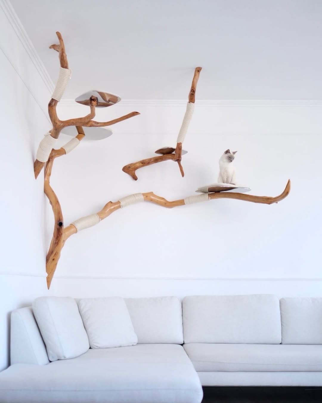 Post 10 by TreeDreams — beautiful Cat Trees on Instagram (image)
