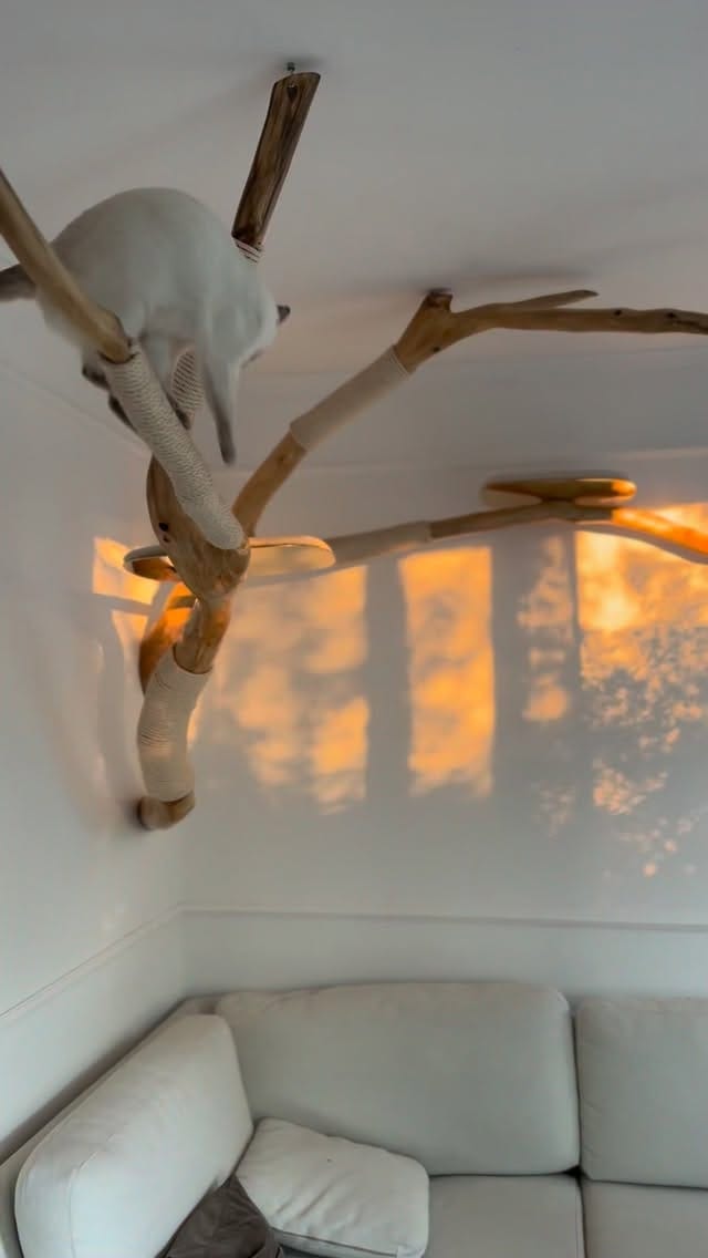 Post 2 by TreeDreams — beautiful Cat Trees on Instagram (video)