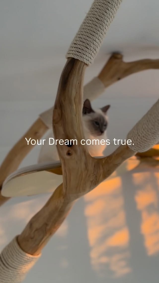 Post 7 by TreeDreams — beautiful Cat Trees on Instagram (video)