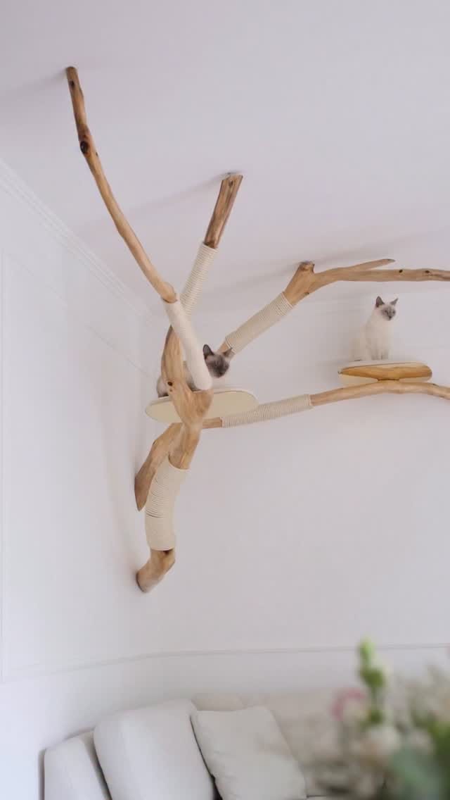 Post 8 by TreeDreams — beautiful Cat Trees on Instagram (video)