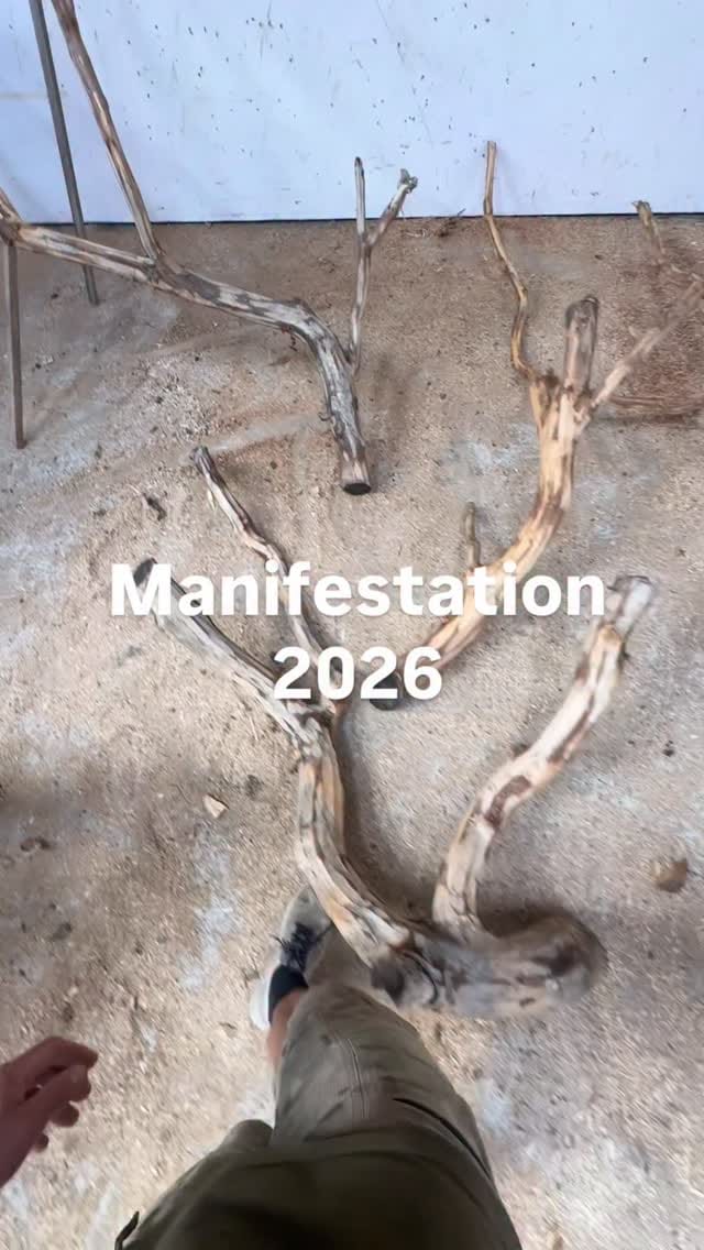 Post 5 by TreeDreams — beautiful Cat Trees on Instagram (video)