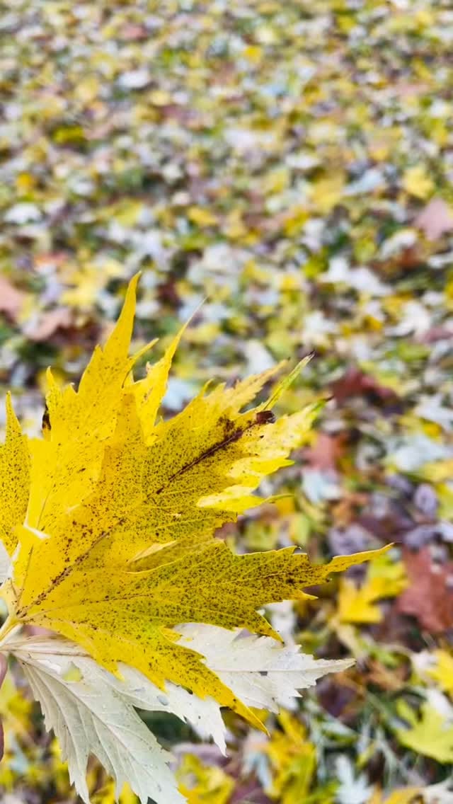 Post 7 by 👸🏾शैबा on Instagram (video)