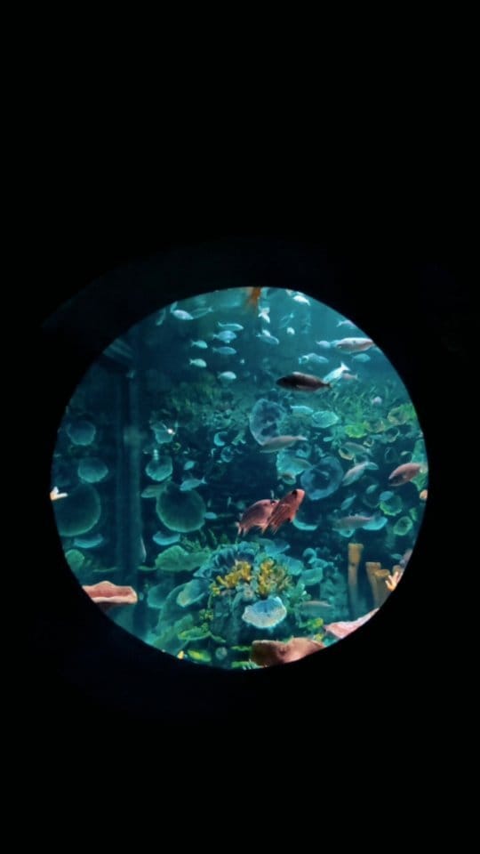 Post 1 by Yunus Kılıç/Gallery on Instagram (video)