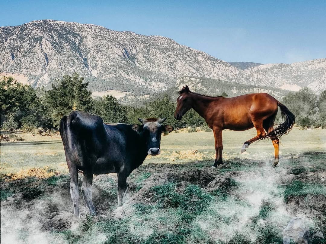 Post 8 by Yunus Kılıç/Gallery on Instagram (image)