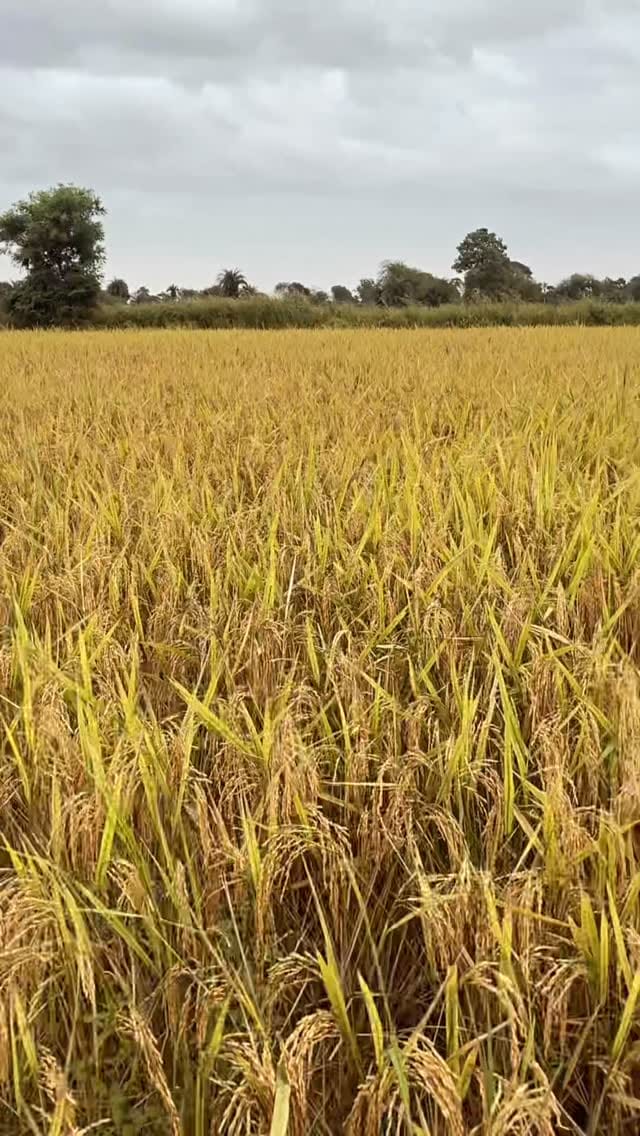 Post 10 by MODEL FACE OF 36GARH (50K) on Instagram (video)