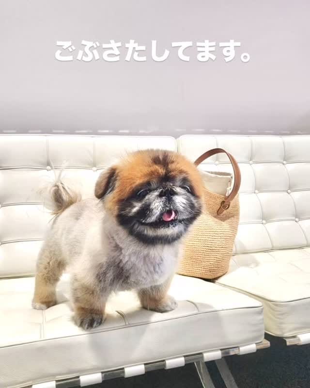 Post 5 by Nori Nori on Instagram (video)