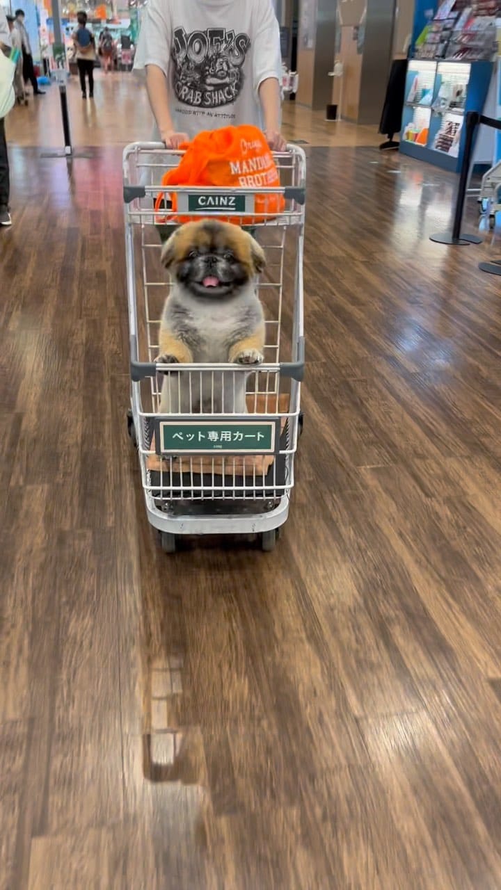 Post 9 by Nori Nori on Instagram (video)