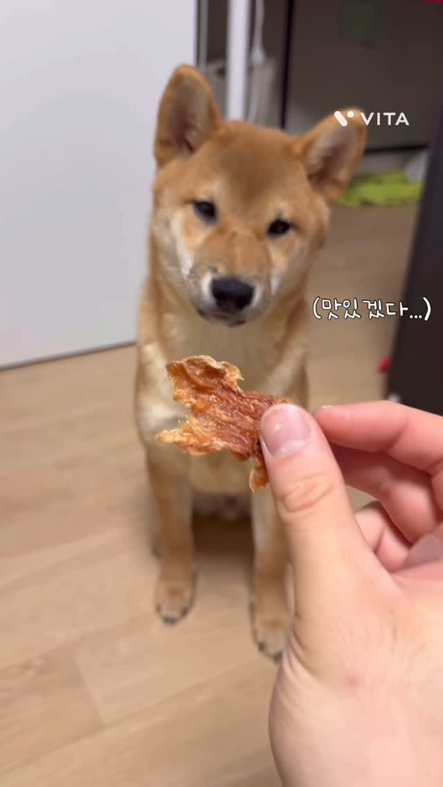Post 4 by 댕댕이냥냥 강아지 고양이 수제간식전문점 on Instagram (video)