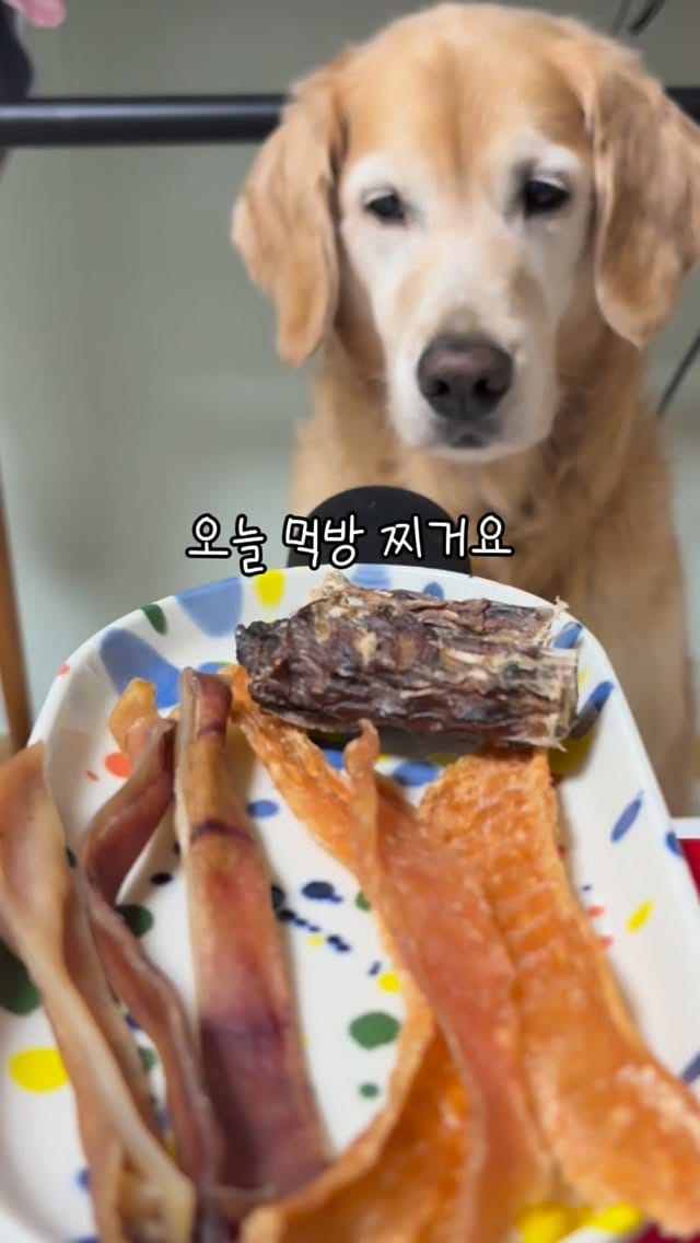 Post 10 by 댕댕이냥냥 강아지 고양이 수제간식전문점 on Instagram (video)