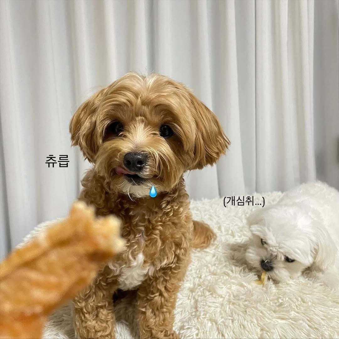 Post 3 by 댕댕이냥냥 강아지 고양이 수제간식전문점 on Instagram (carousel)