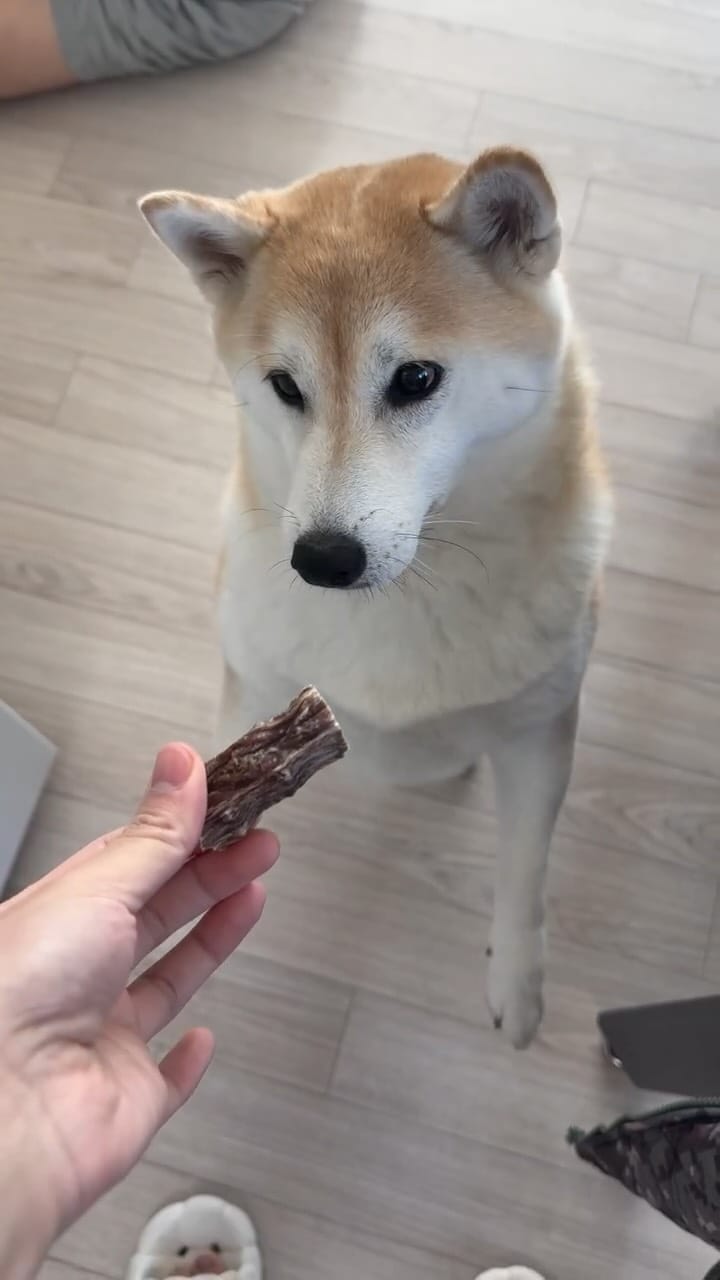 Post 9 by 댕댕이냥냥 강아지 고양이 수제간식전문점 on Instagram (video)