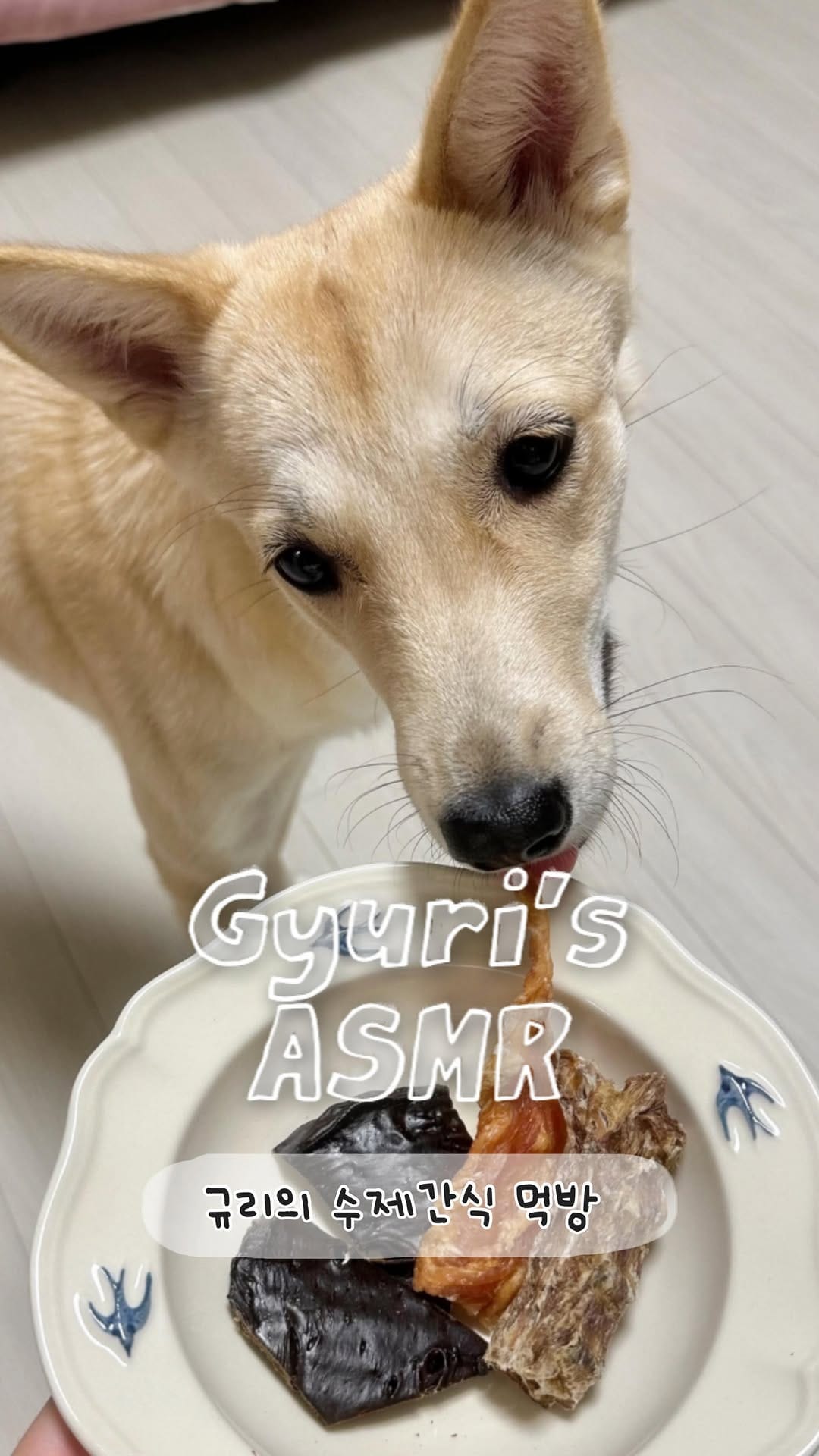 Post 6 by 댕댕이냥냥 강아지 고양이 수제간식전문점 on Instagram (video)