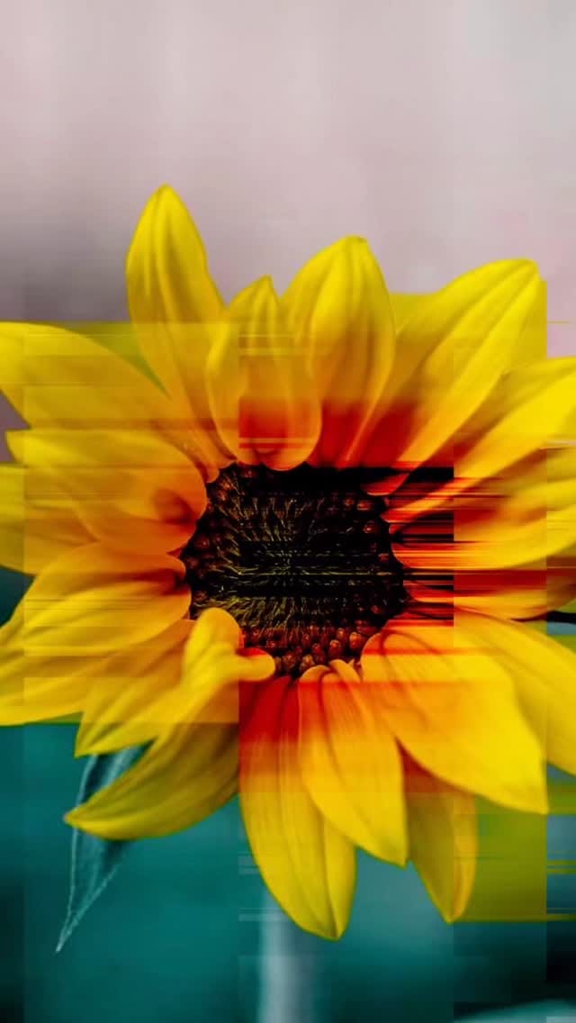 Post 4 by Tomaz Favilla on Instagram (video)