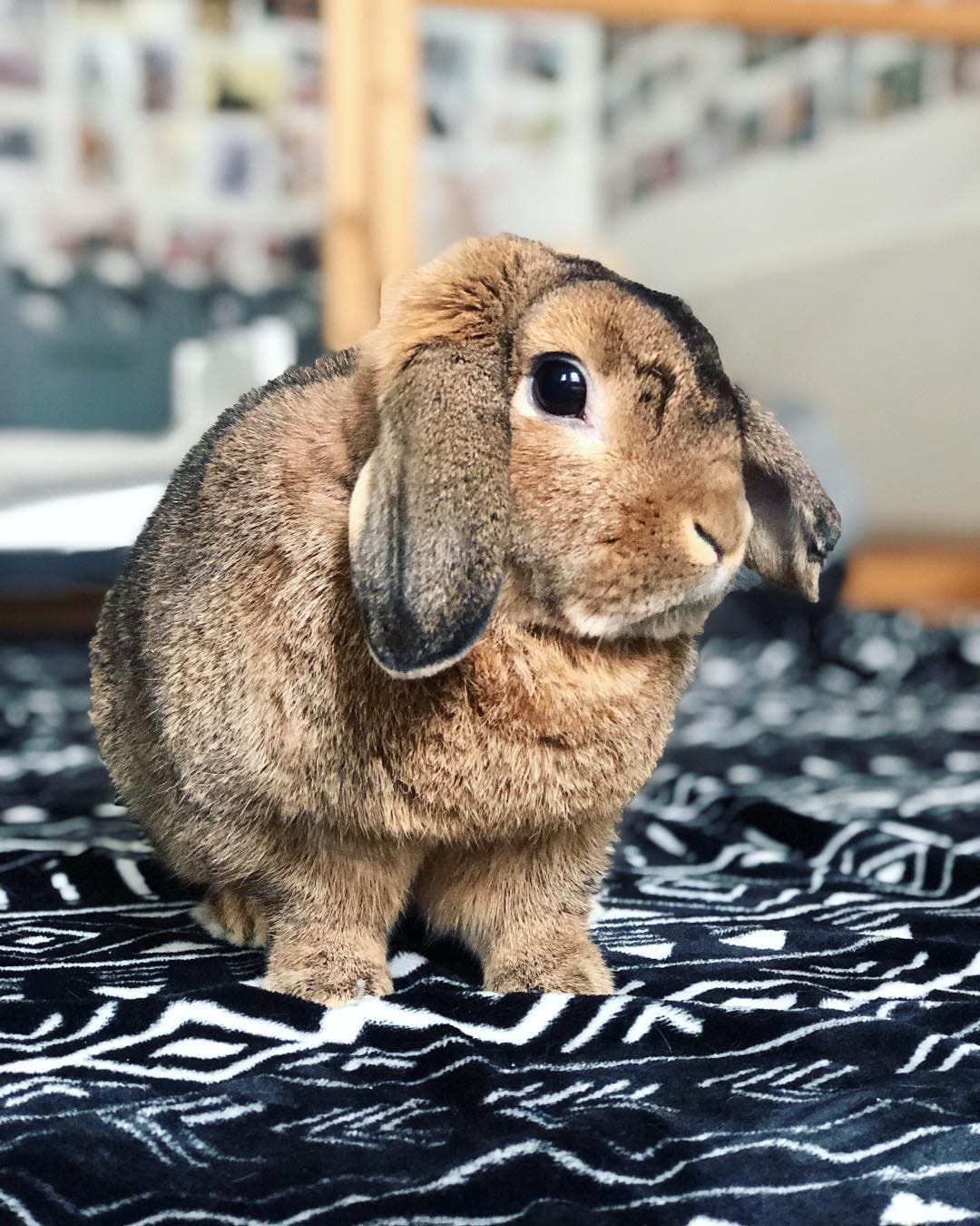 Post 1 by Benji🐰Lenni🐰Monti🐰Charlie🐰Emmi on Instagram (image)
