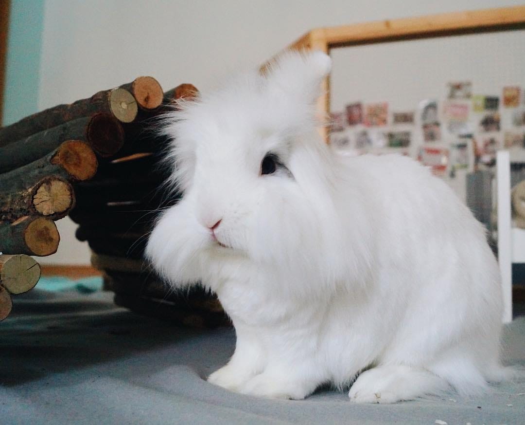 Post 7 by Benji🐰Lenni🐰Monti🐰Charlie🐰Emmi on Instagram (image)