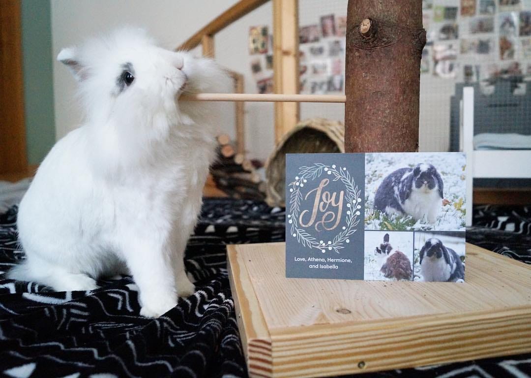 Post 10 by Benji🐰Lenni🐰Monti🐰Charlie🐰Emmi on Instagram (image)