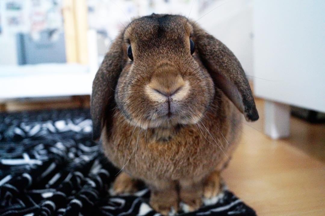 Post 8 by Benji🐰Lenni🐰Monti🐰Charlie🐰Emmi on Instagram (image)