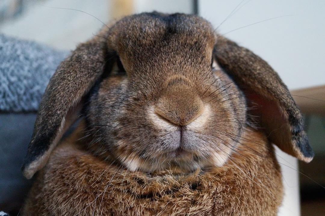 Post 9 by Benji🐰Lenni🐰Monti🐰Charlie🐰Emmi on Instagram (image)