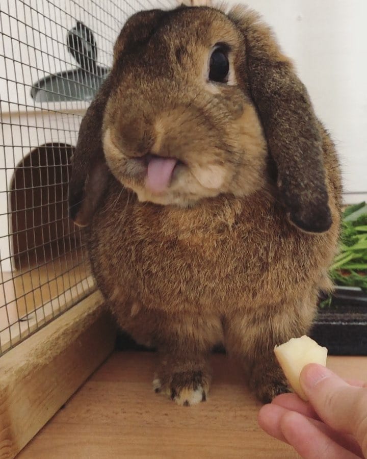 Post 6 by Benji🐰Lenni🐰Monti🐰Charlie🐰Emmi on Instagram (video)