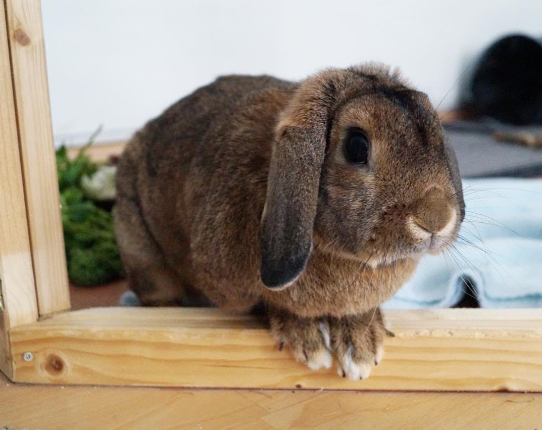 Post 4 by Benji🐰Lenni🐰Monti🐰Charlie🐰Emmi on Instagram (carousel)