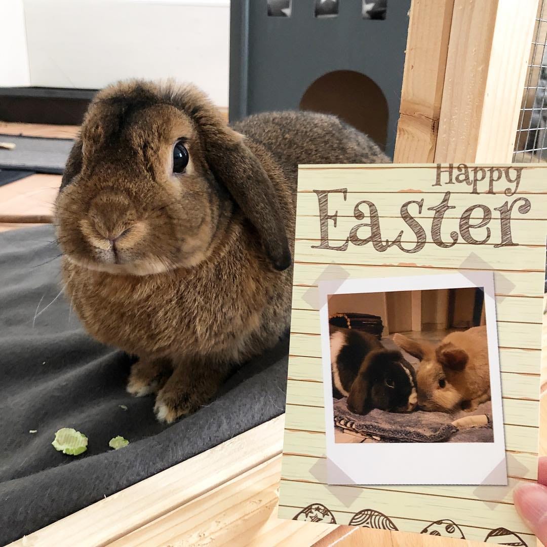 Post 5 by Benji🐰Lenni🐰Monti🐰Charlie🐰Emmi on Instagram (image)