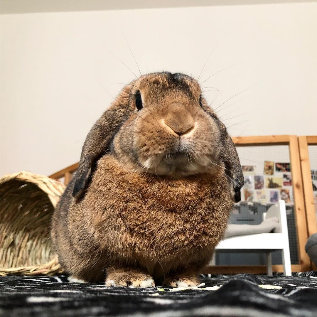 Post 3 by Benji🐰Lenni🐰Monti🐰Charlie🐰Emmi on Instagram (carousel)