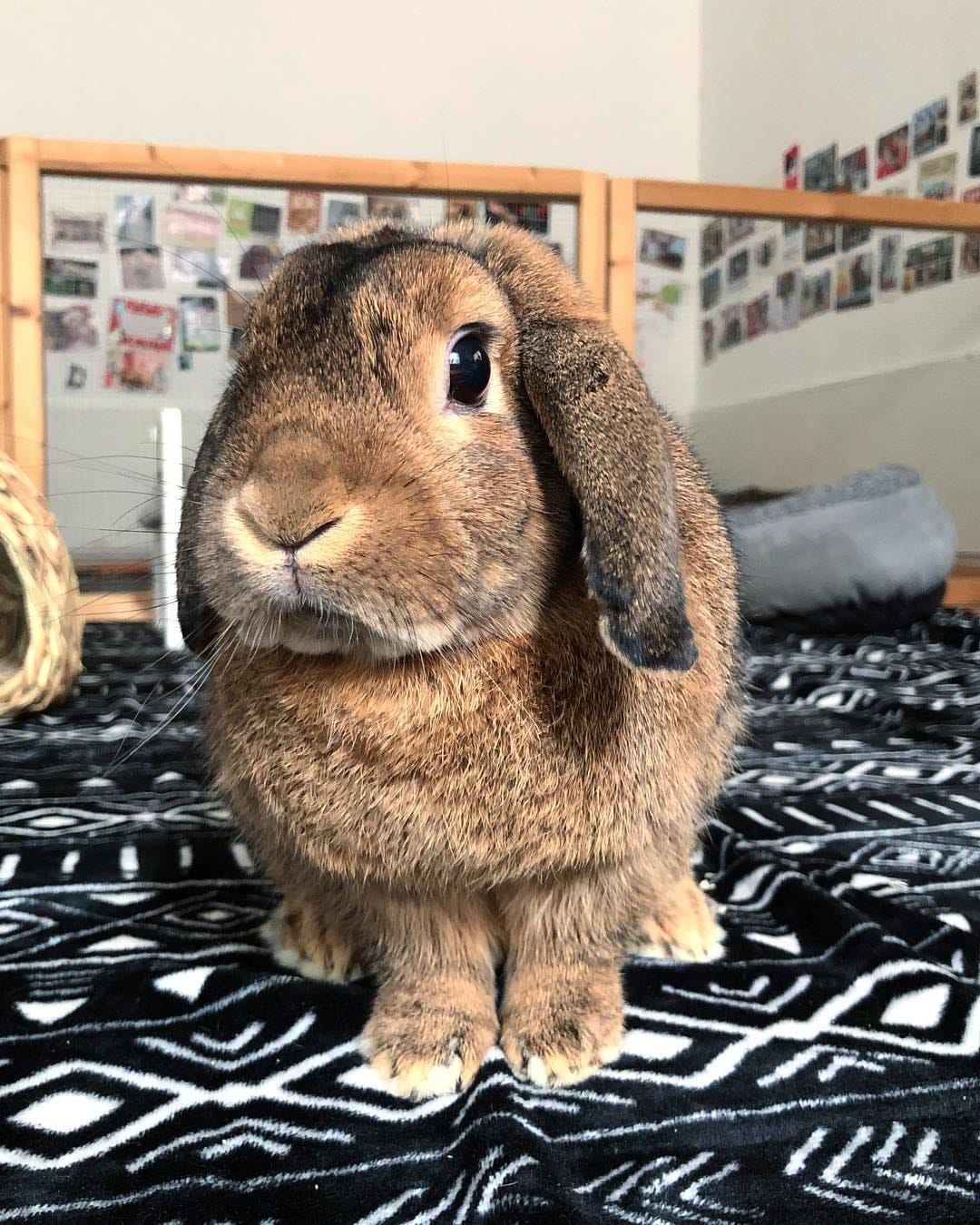 Post 2 by Benji🐰Lenni🐰Monti🐰Charlie🐰Emmi on Instagram (image)
