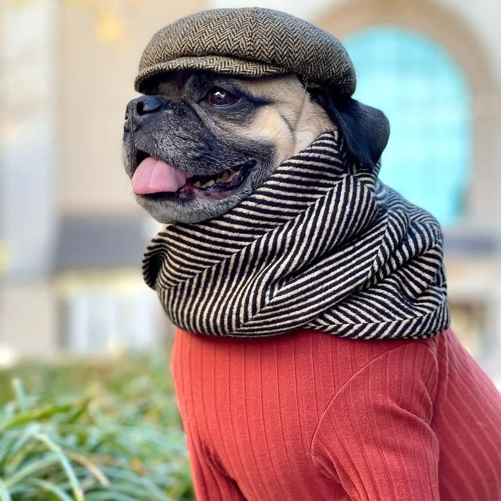 Post 1 by Southern Tails on Instagram (image)