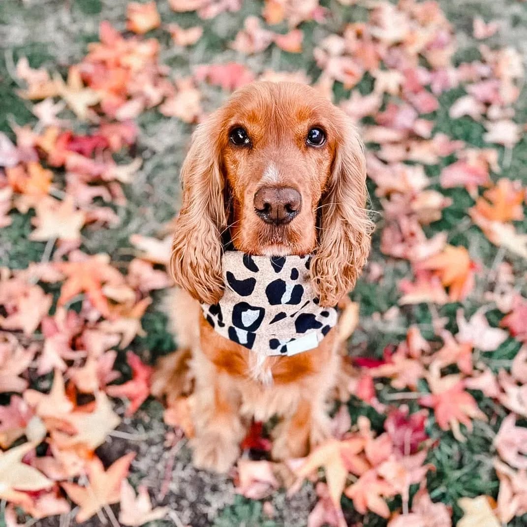 Post 4 by Southern Tails on Instagram (image)